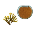 selling kelp extract 10% fucoxanthin