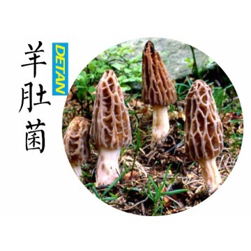 Fresh Morel Mushrooms Wild From Yunnan China