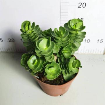 Portulaca生きている屋内植物