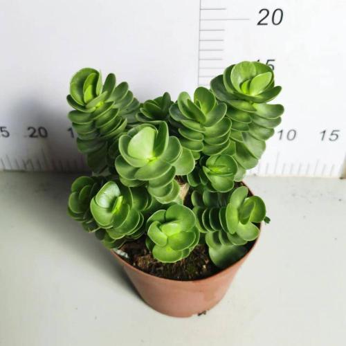 Cotyledon Tomentose Portulaca living indoor plants Supplier