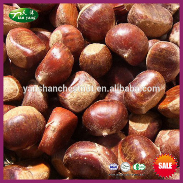 Best Organic Chinese Fresh Raw Chestnuts (Raw Material of Frozen Chestnuts)