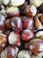 2019 chestnut tanaman baru dengan harga yang baik