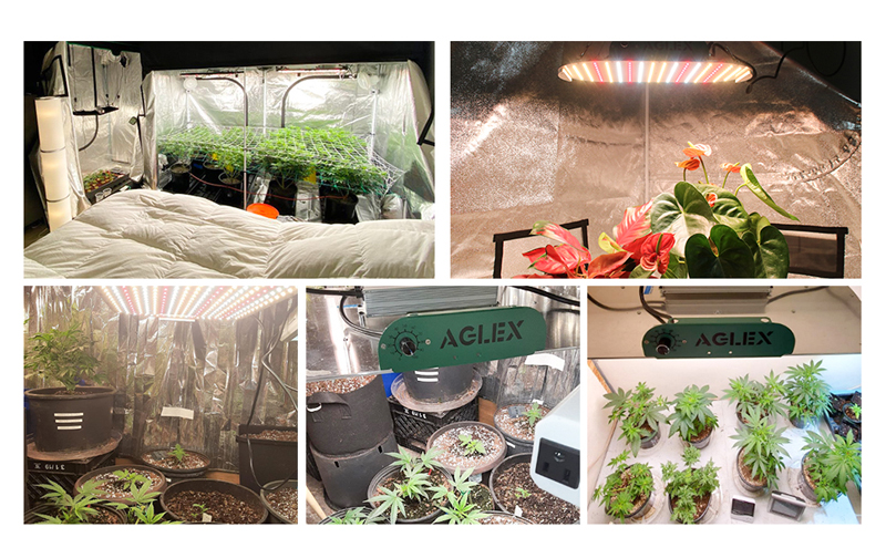 grow light for seeds and flowering