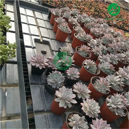 High-Quality Customized Agricultural Greenhouse Hydroponic Equipment by Hangdi Factory