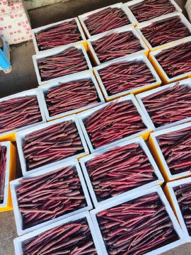 Premium Gift Purple Jade Carrot