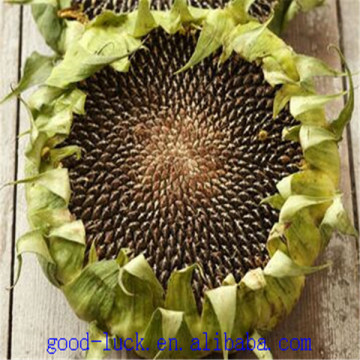 High Quality Sunflower Seeds 2014
