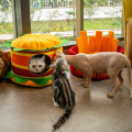 HAMBURGER ET CHIPS PET HOUSE