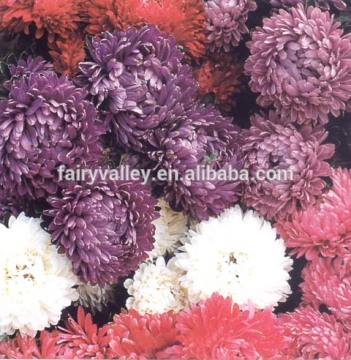 All Kinds Of China aster seeds flower seed for sale