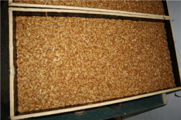 Freeze Dried Mealworms For Bird