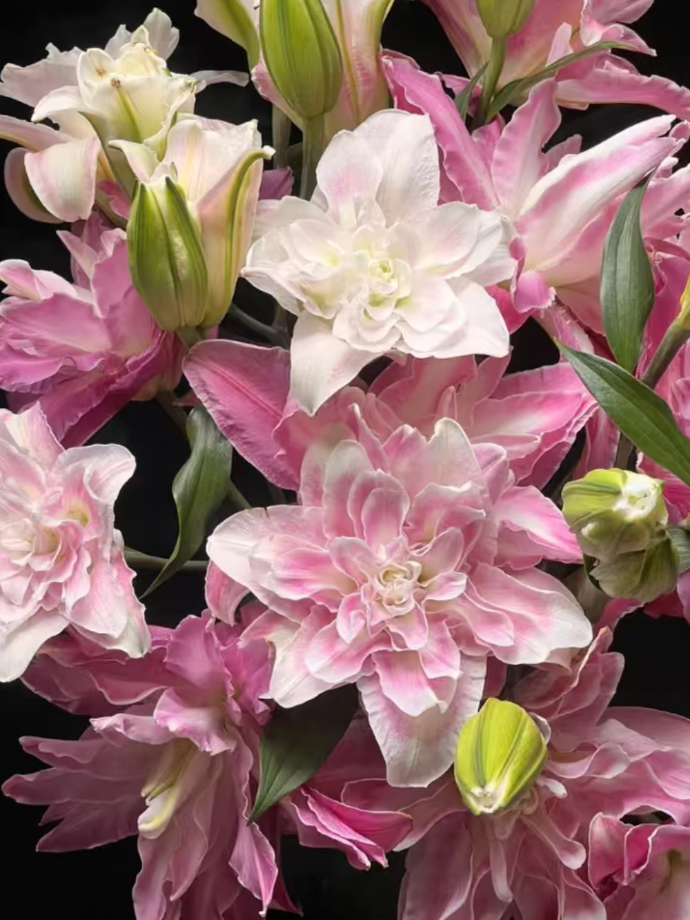 Lotus Fairy Double lily3