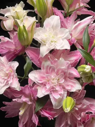 Lotus Fairy Double lily
