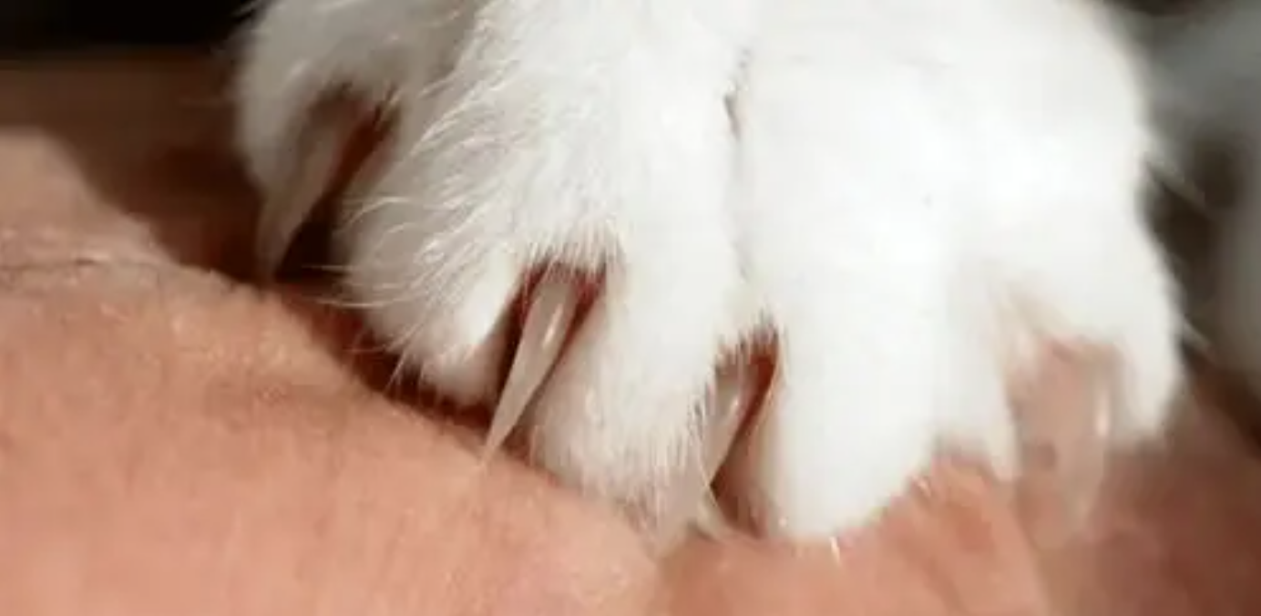 paw