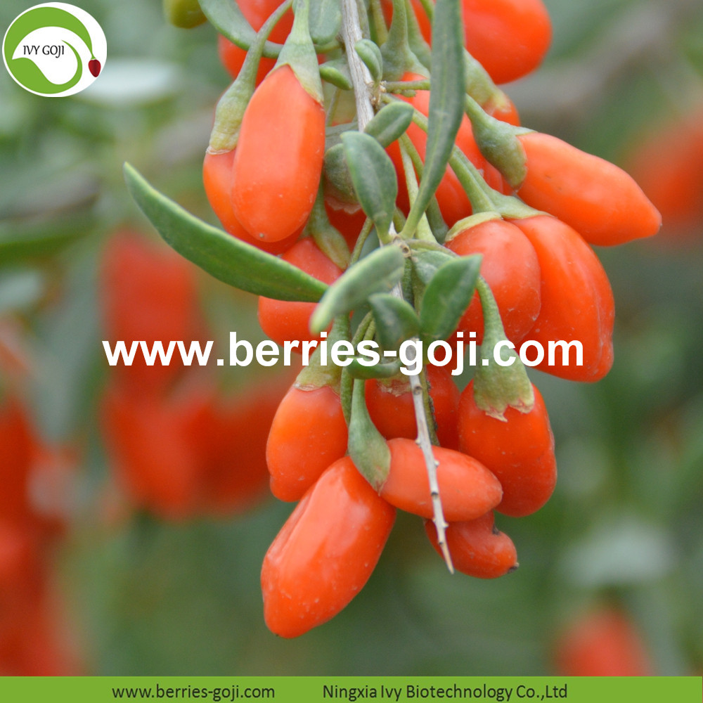 Goji berry