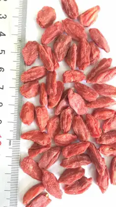 sun dried goji berries,Kosher goji,organic goji fruit