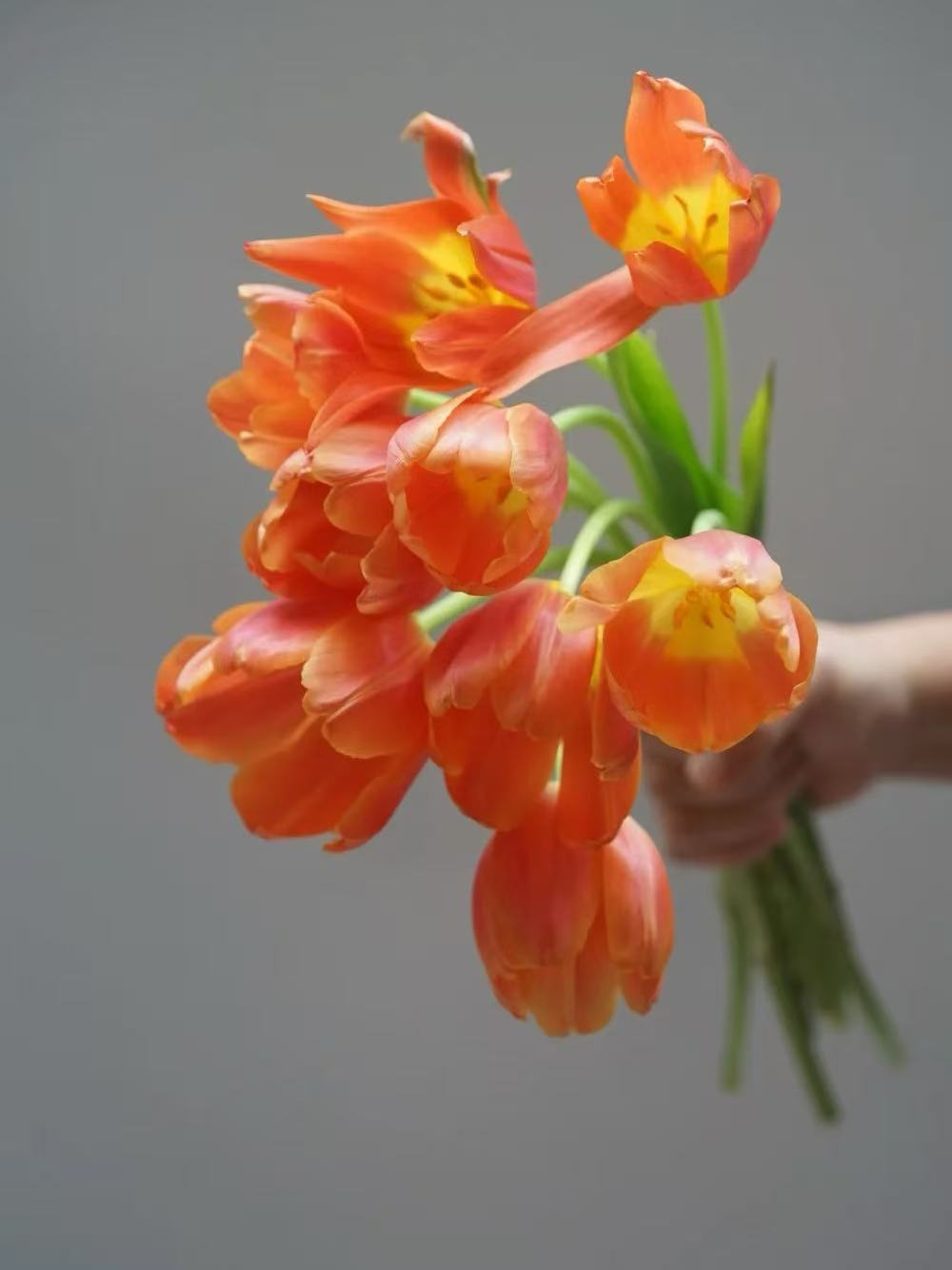 Fresh cut orange tulip2