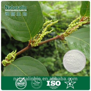 Giant knotweed extract for anti-oxidants / cancer prevention resveratrol capsules / resveratrol