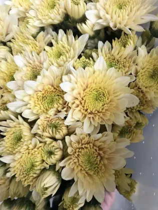 Herb Salad spray chrysanthemum