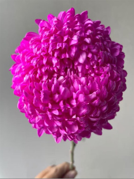 Hot Pink Peony Chrysanthemum