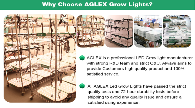 quantum board grow light quantum board grow light
