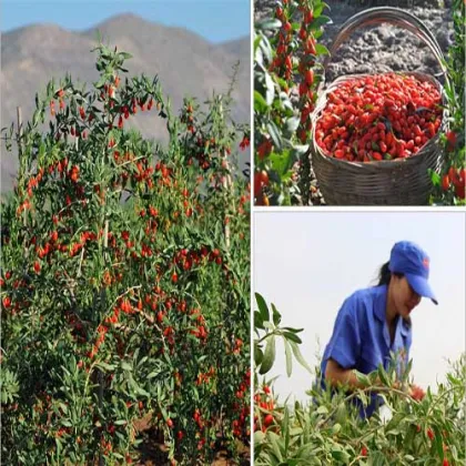 goji berries fruit Organic Goji Berries Direct Supply