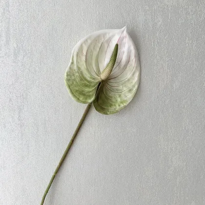 3D Printed Small Artificial Anthurium Andraeanum Lind for Home Greenery