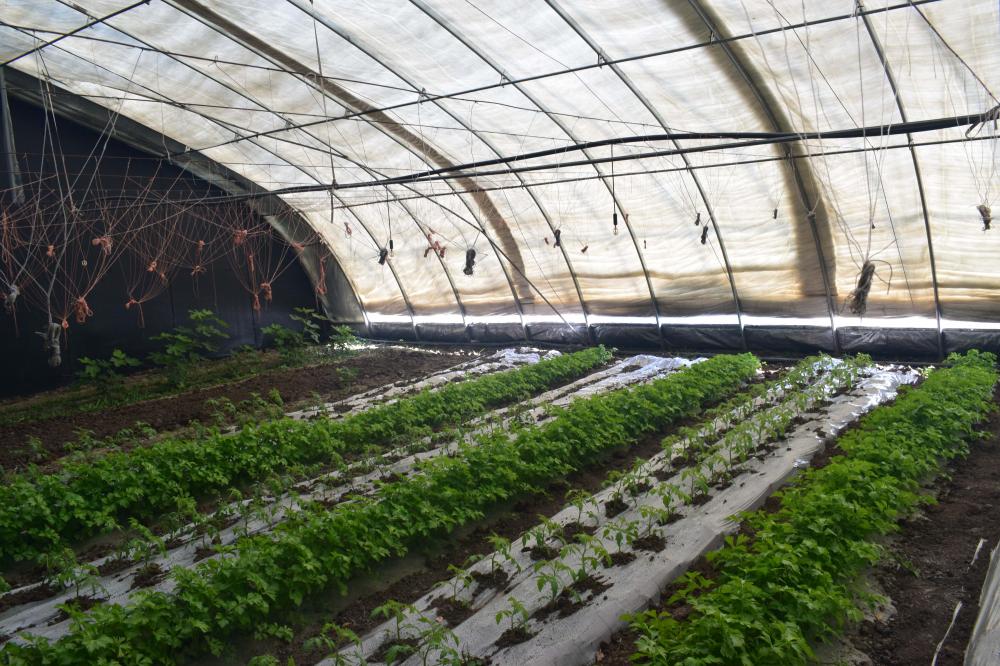 Greenhouse d&#39;économie d&#39;énergie