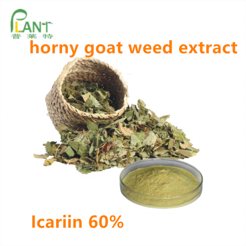 Penis Kräutermedizin Horny Goat Weed Pulver Extrakt