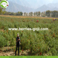 Wholesale Herbal Type Price Wolfberry