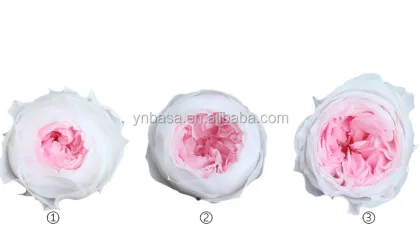 Kunming High Quality Peony Preserved Austin Rose for Home Decor