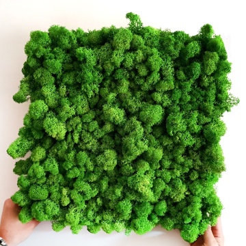 Natural Green Stabilized Reindeer Moss - Preserved Moss Wall Decoration