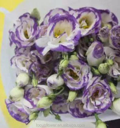 High Quality Colorful Eustoma Fresh Cut Flowers from China