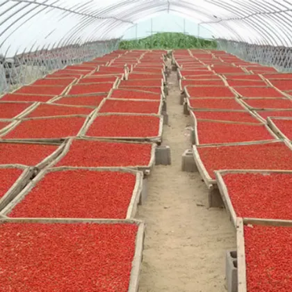 goji berry wolfberry Organic plant