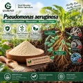 مسحوق الميكروبات Pseudomonas aeruginosa لتطبيقات البحوث الزراعية