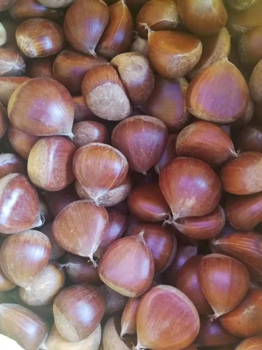 2019año nuevo cultivo castaño fresco