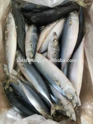 Seafood Products Raw Material of Pacific Mackerel