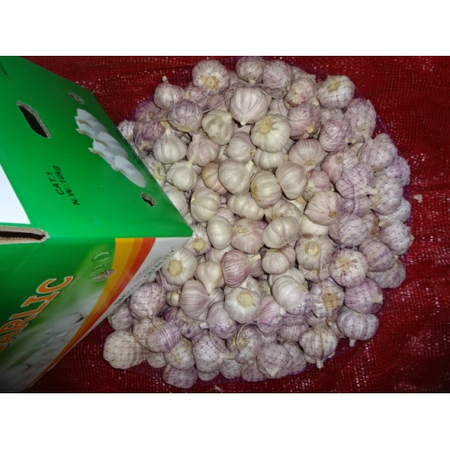 Hot Sale Normal Fresh Garlic