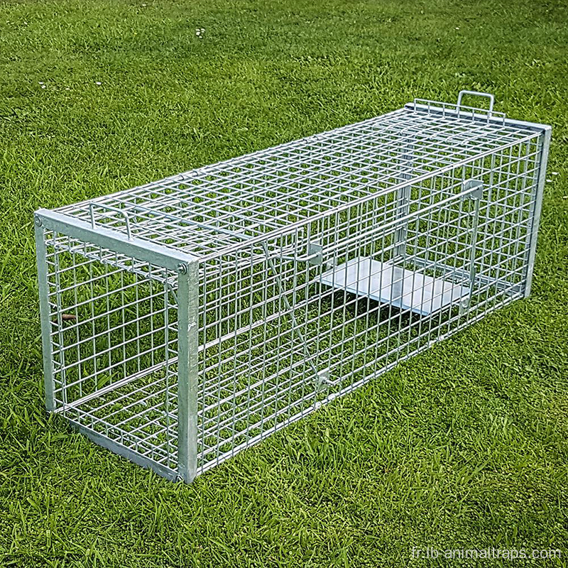 Humane Bollplapible Live Animal Trap Cage Cage Fox Traps