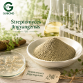 المواد الثقافية للبكتيريا السبحية Jingyangensis Actinomycete