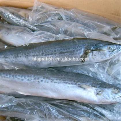 Frozen Scomberomorini for sale