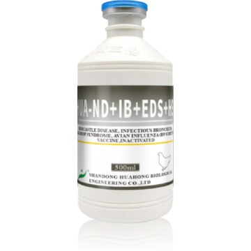 ND IB EDS H9 Vaccin inactivat