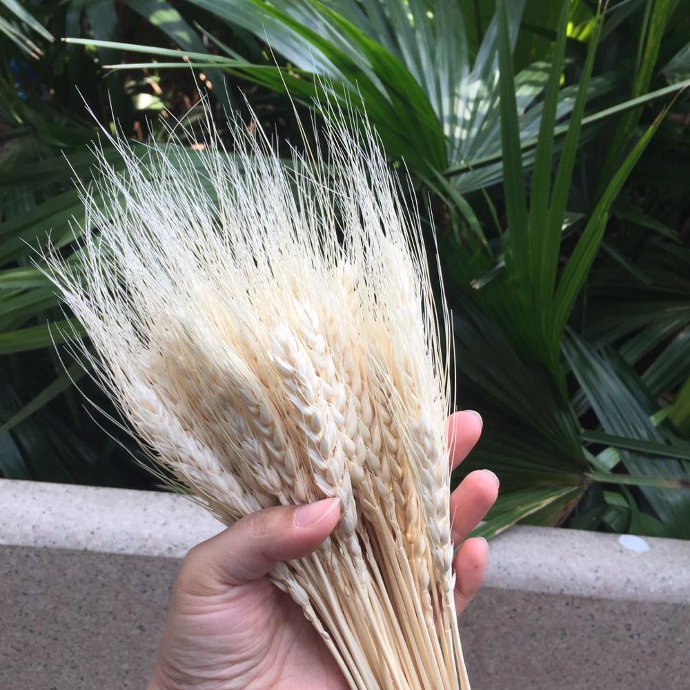 100pcs/lot,Natural dried Ear of Wheat flower bouquet,Eternal display Bunch for Wedding Party Home Decoration,Flower arrangement