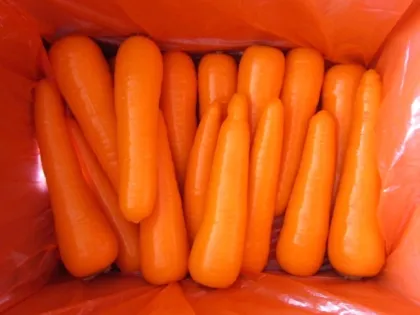 Delicious fresh carrots 2019