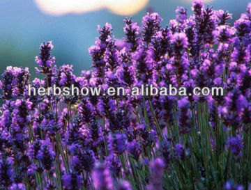 Lavender seeds for Romantic home