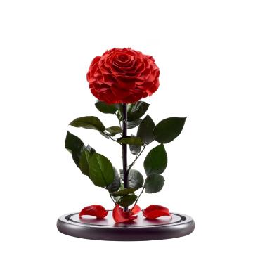 Medium Prince Preserved Single Rose Glass Dome