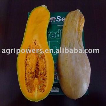Miben Pumpkin seed