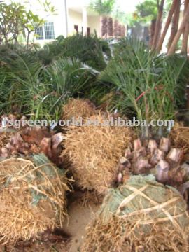 canariensis trees