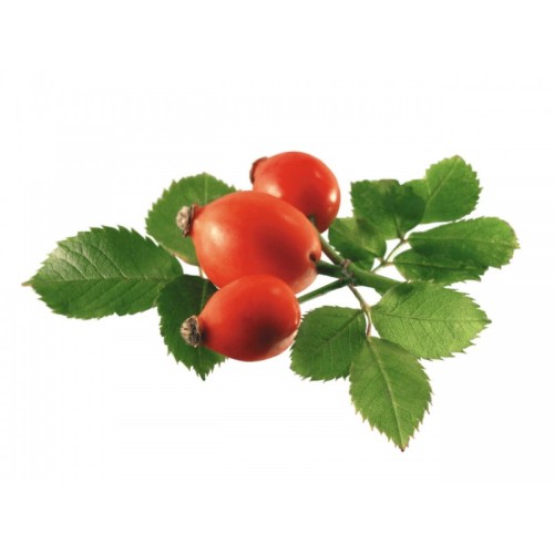 High quality of rosehip extract powder