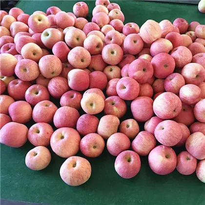 new crop fresh fuji apple