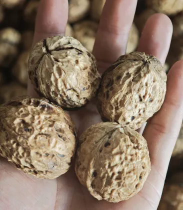 Natural Yunnan Walnut Kernels