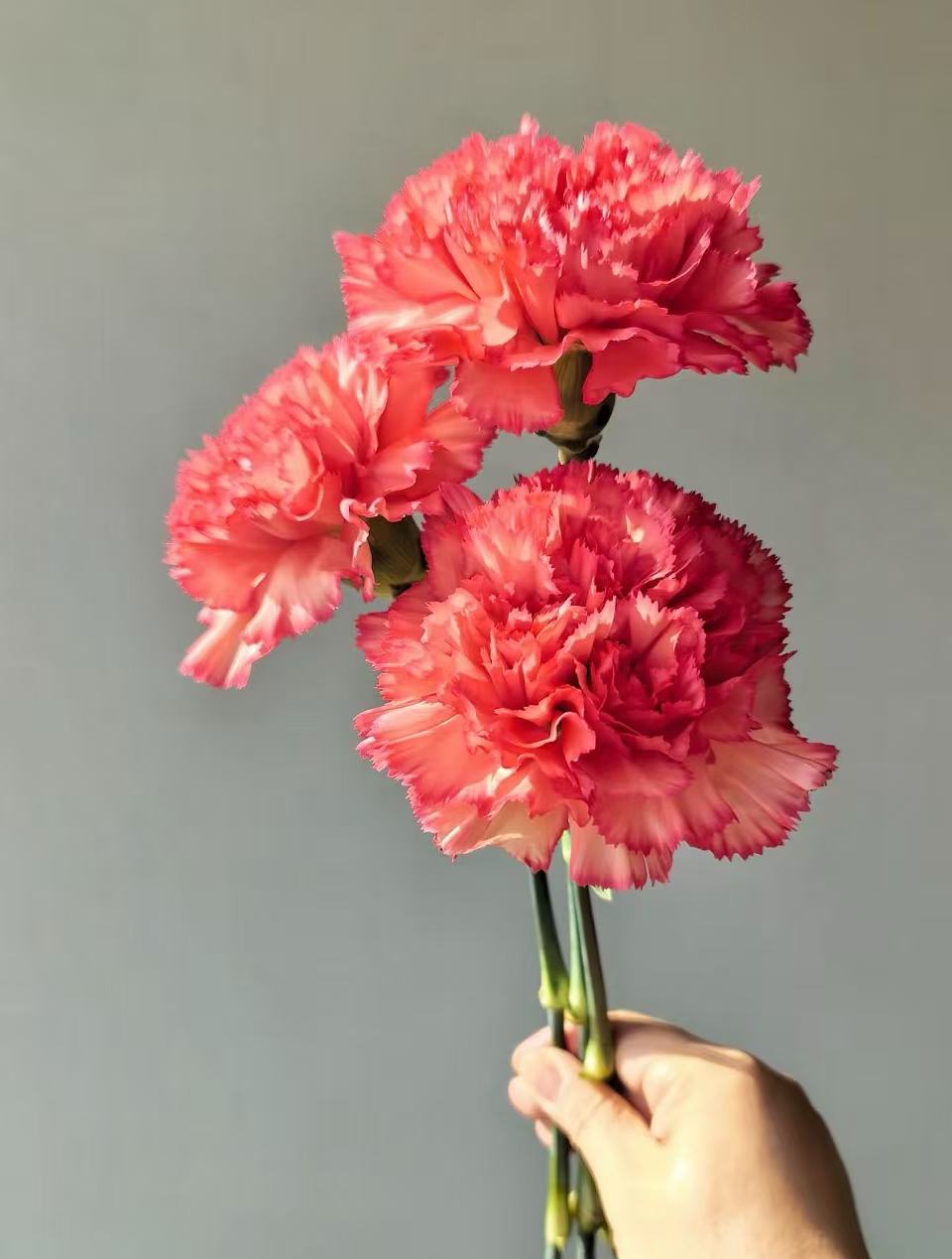 Single-headed Carnation flame2